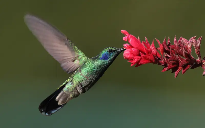 Colibrí junto a una flor roja